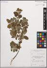 Foto von Salix cinerea L.